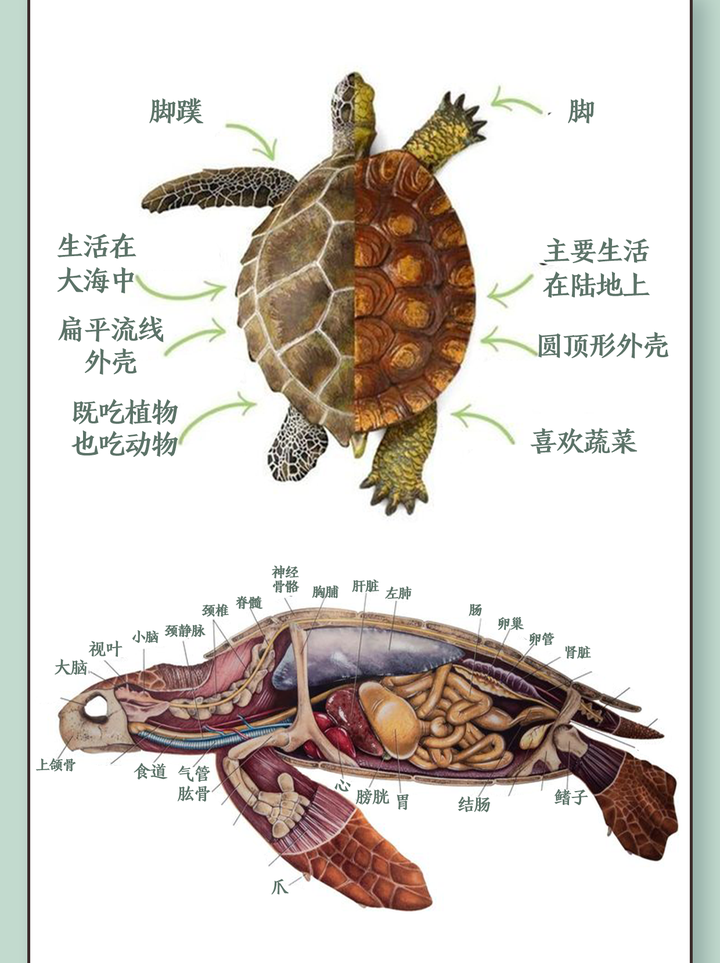 海龟品种大全介绍图解图片