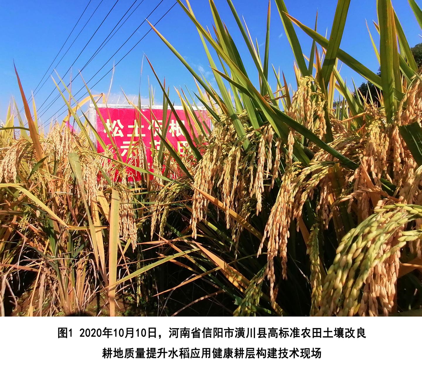 耕层浅、土壤板结问题突出，“松土促根土壤改良技术”引关注 - 知乎