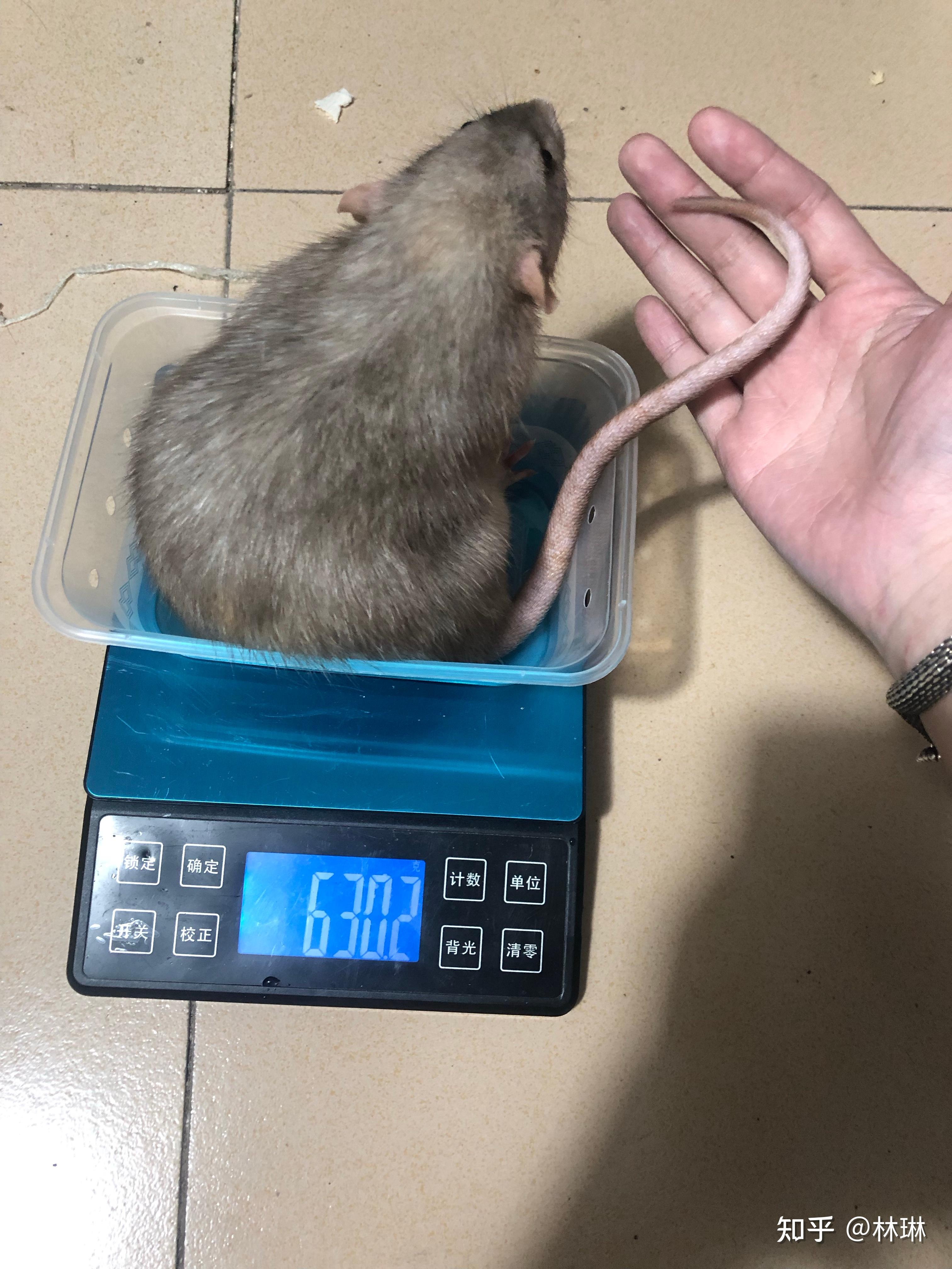 花枝鼠和老鼠的区别是啥? - 知乎