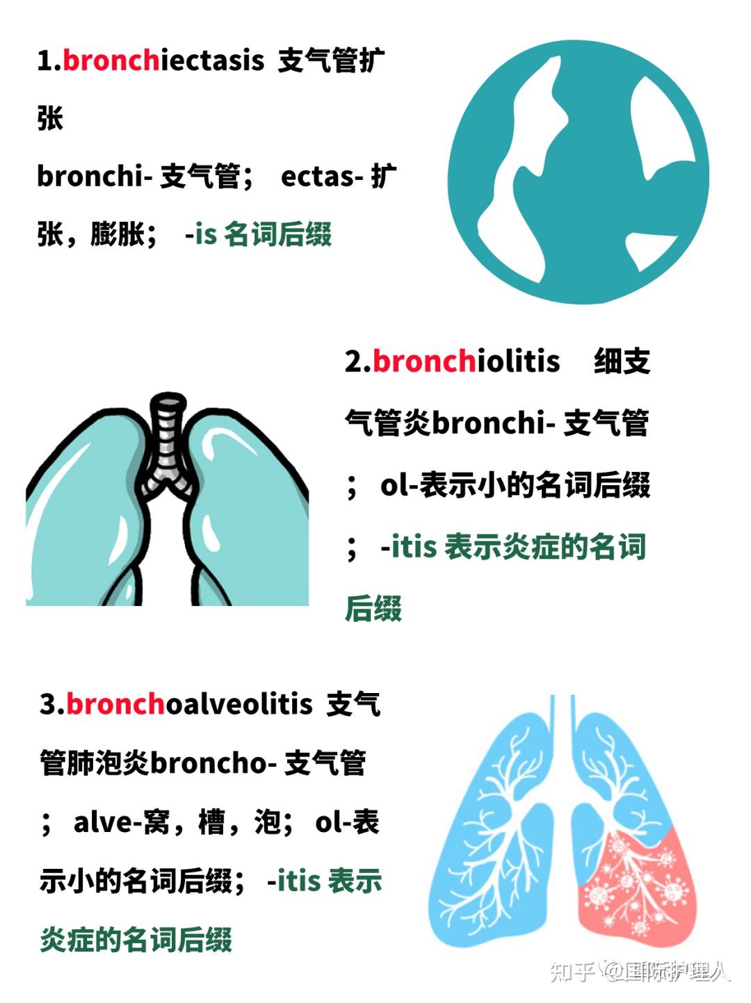 零基础，3分钟掌握与【bronch(o) 支气管】相关的医学英语术语！ - 知乎