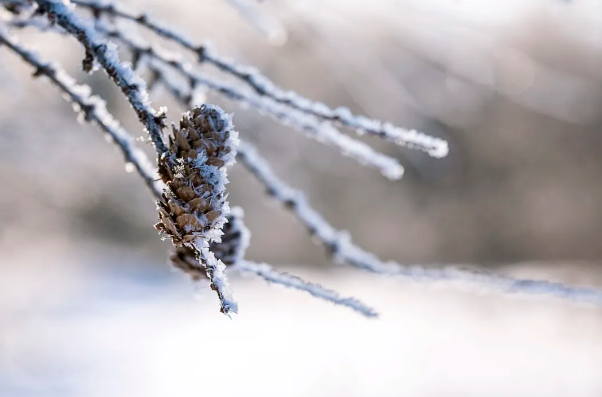 節氣小雪小雪雪滿天來年必豐年