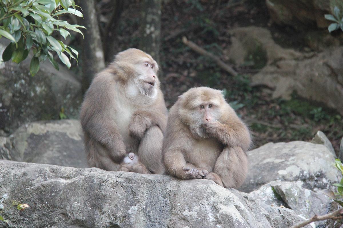 大马猴到底是什么生物？为什么成为老人哄孩子的法宝？ - 知乎