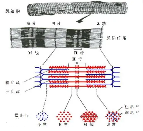 人静止提着物体不做功,那为什么会感到累? - 知乎
