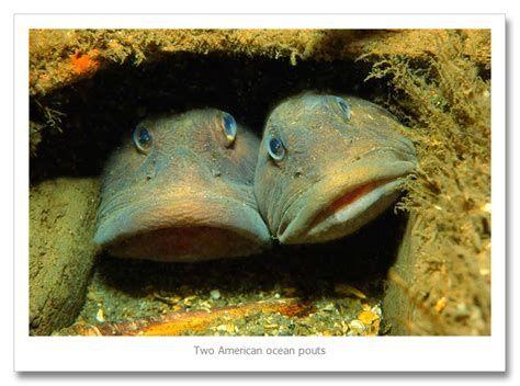 海中温顺可爱的鱼