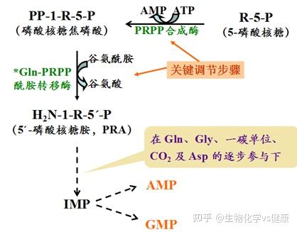 核苷酸不是人体必需的营养物质 ----嘌呤核苷酸的从头合成途径 - 知乎