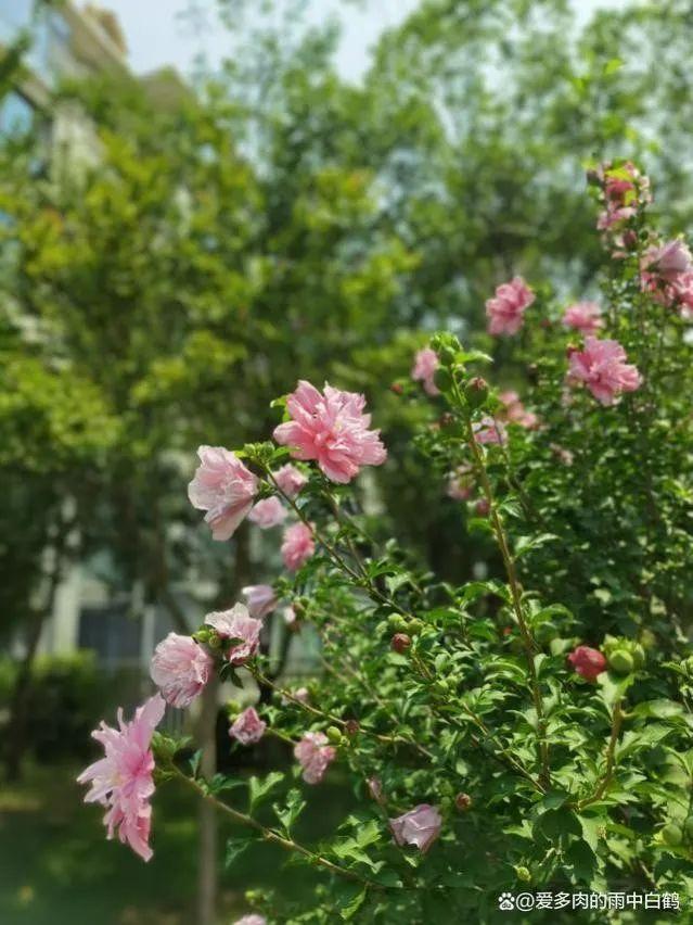 从“朝开暮落”到“可盐可甜”的槿丨花花万物 - 知乎