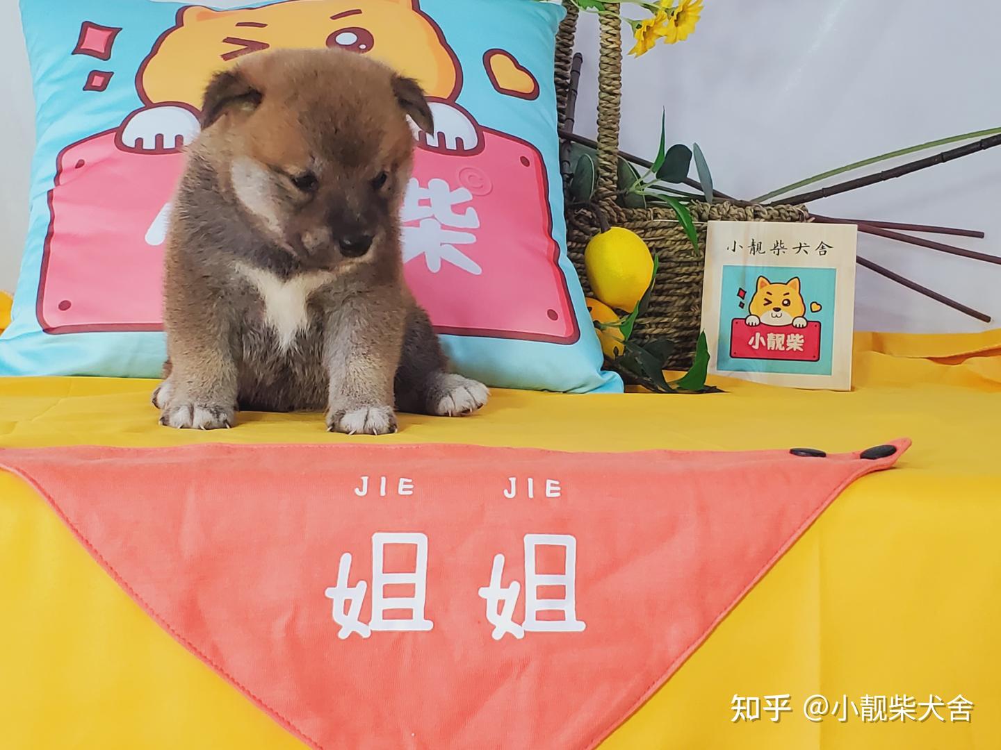 柴犬多少钱一只？各地区柴犬价格分析- 知乎