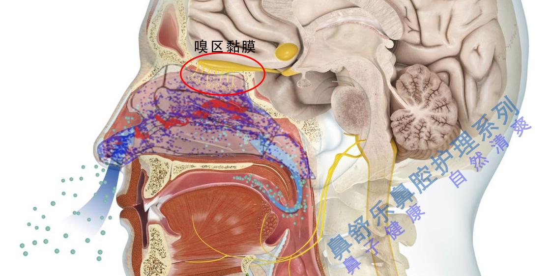 为什么鼻子通着气缺闻不到味道呢? - 知乎
