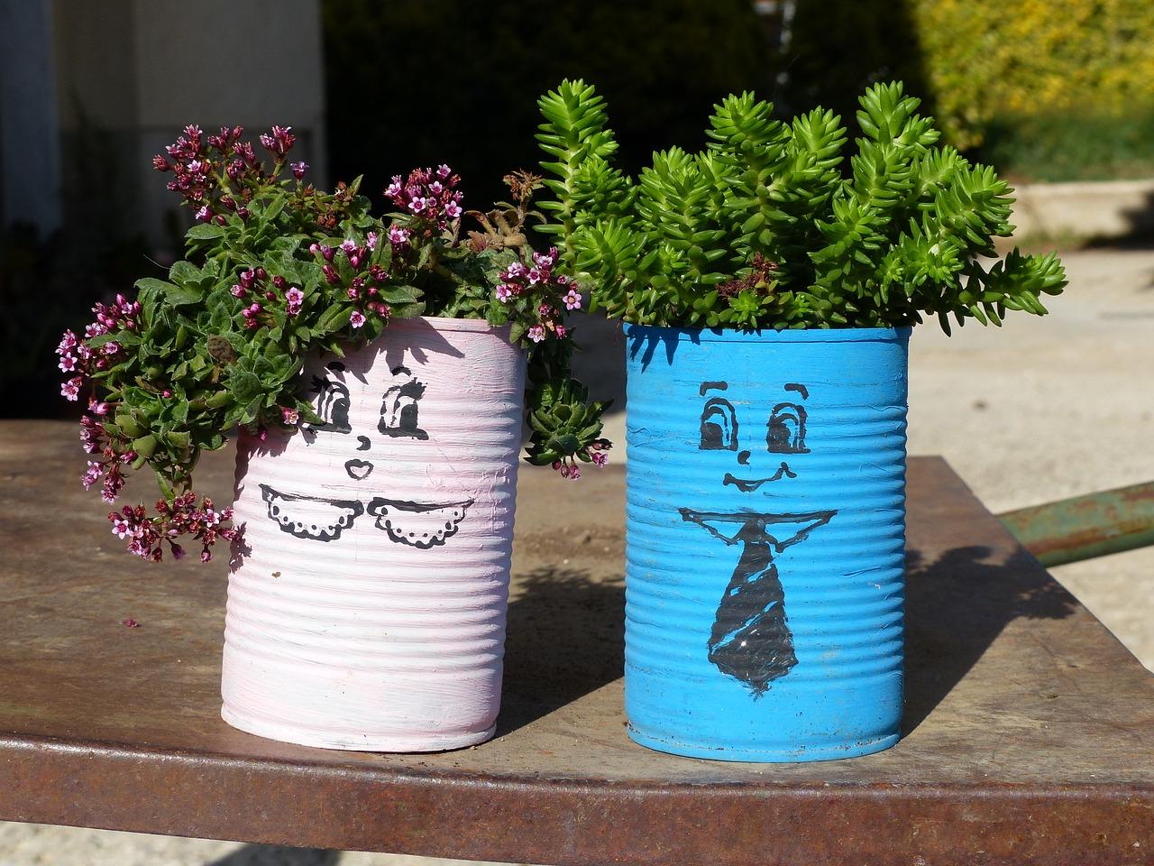 多肉珊瑚怎么繁殖