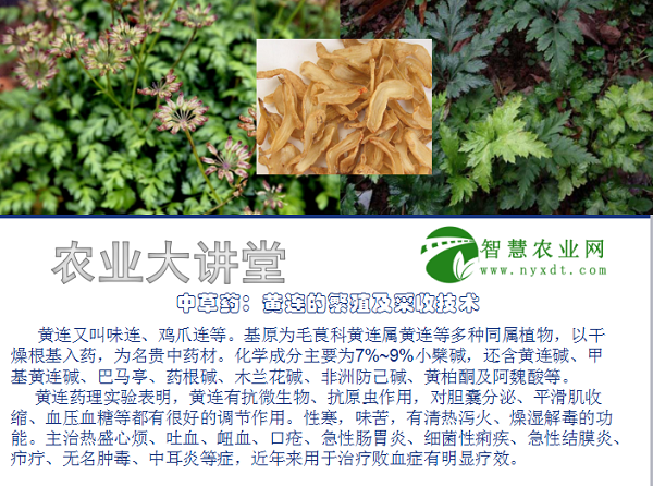 中草药:黄连的繁殖及采收技术 - 知乎
