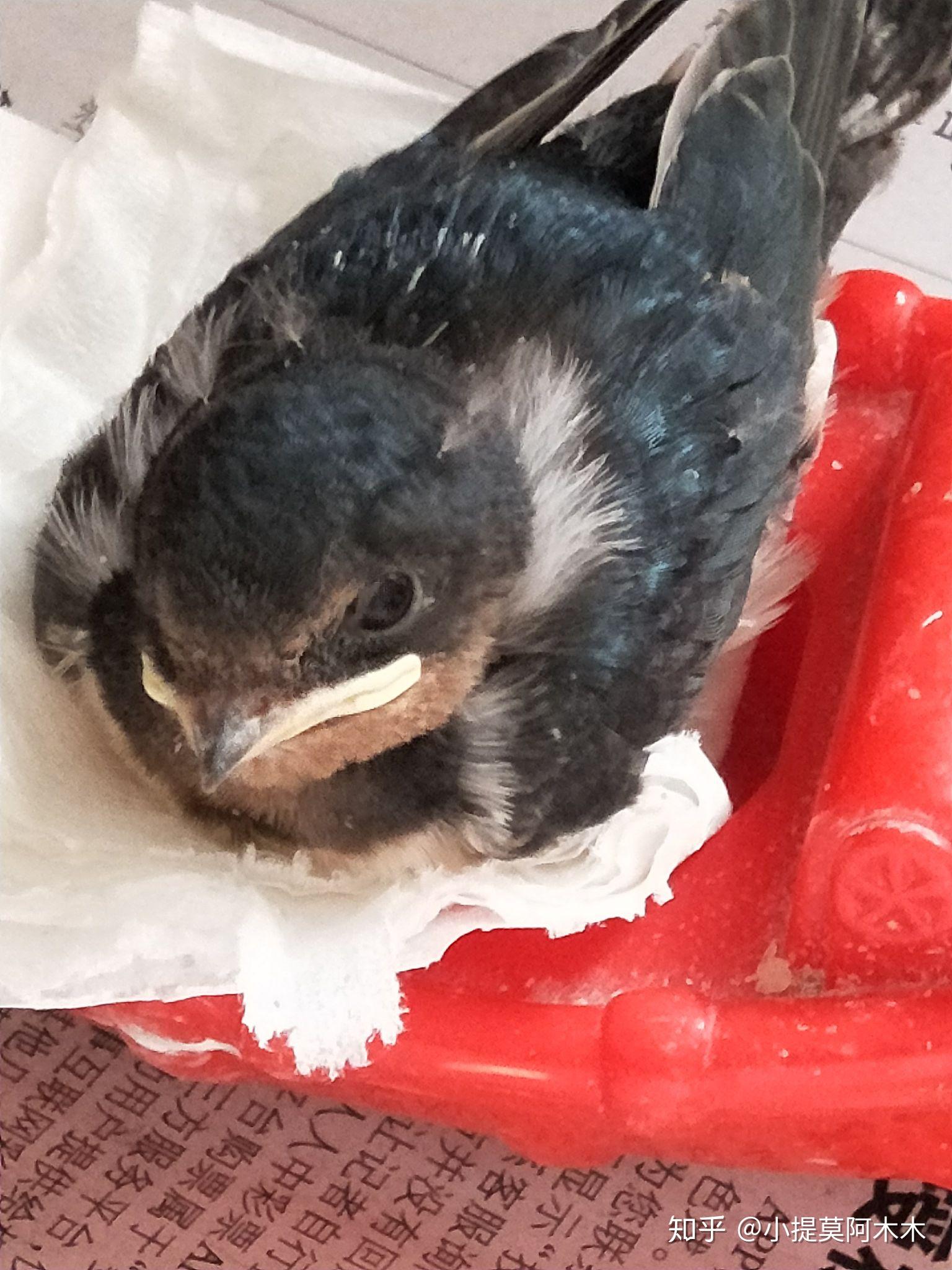 家燕幼鸟怎么养呢? - 知乎