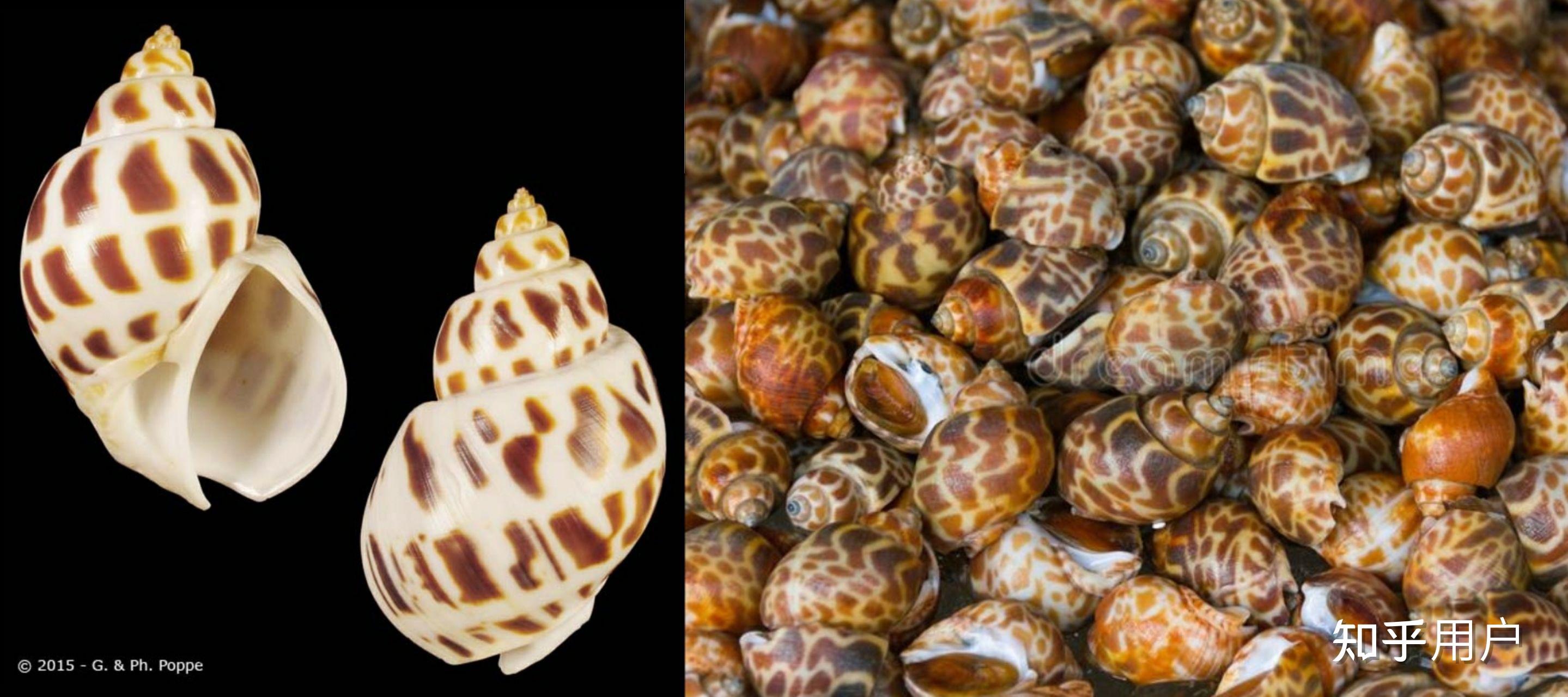 花螺是海螺吗花螺是不是就是东风螺会感染寄生虫病吗