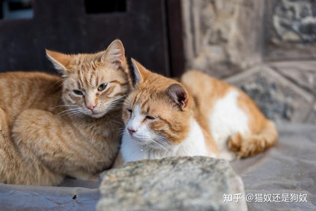 公猫母猫差别超大,养过才懂