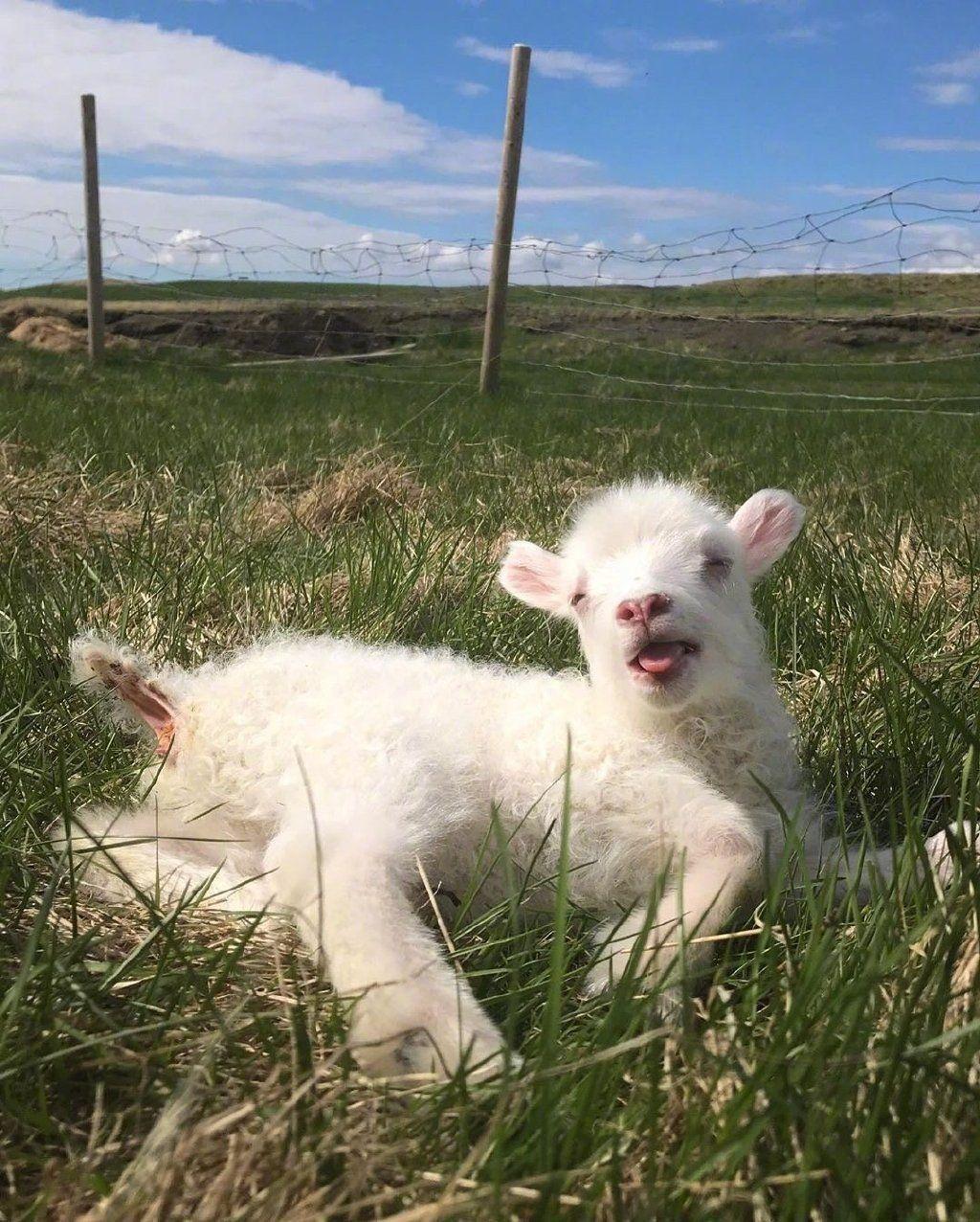 有没有可爱小羊的图片呀