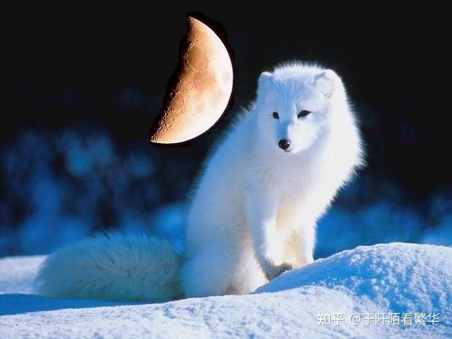 能不能给我一张有关"月亮"和"狐狸"的图片? - 知乎
