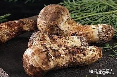 真好吃！吃菌季不可错过的20种野生菌，你吃过几种？ - 知乎