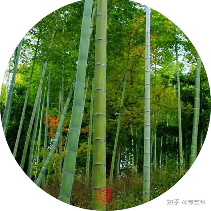 竹青色:一脉青翠里的中国精神 - 知乎