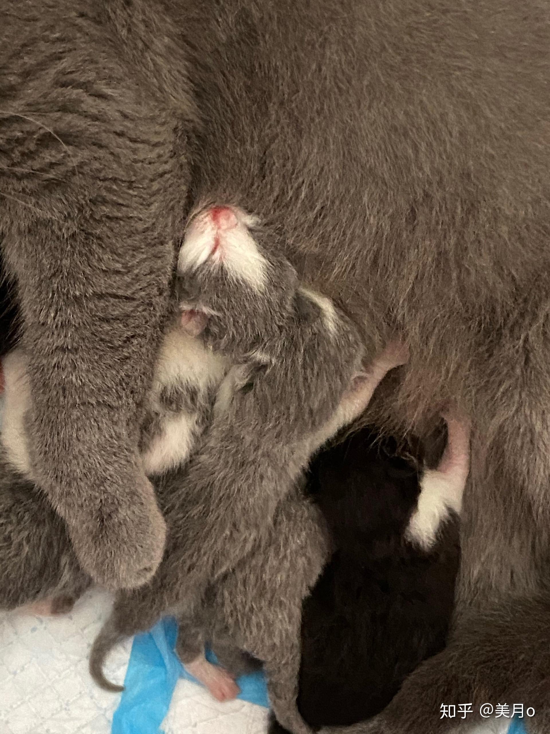 有人试过布偶猫和蓝猫配种的吗? - 知乎