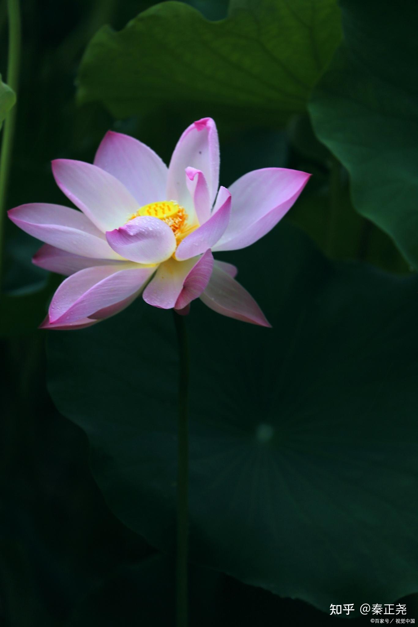 什么是“过去心不可得，现在心不可得，未来心不可得”何时心可得？（无常篇） - 知乎