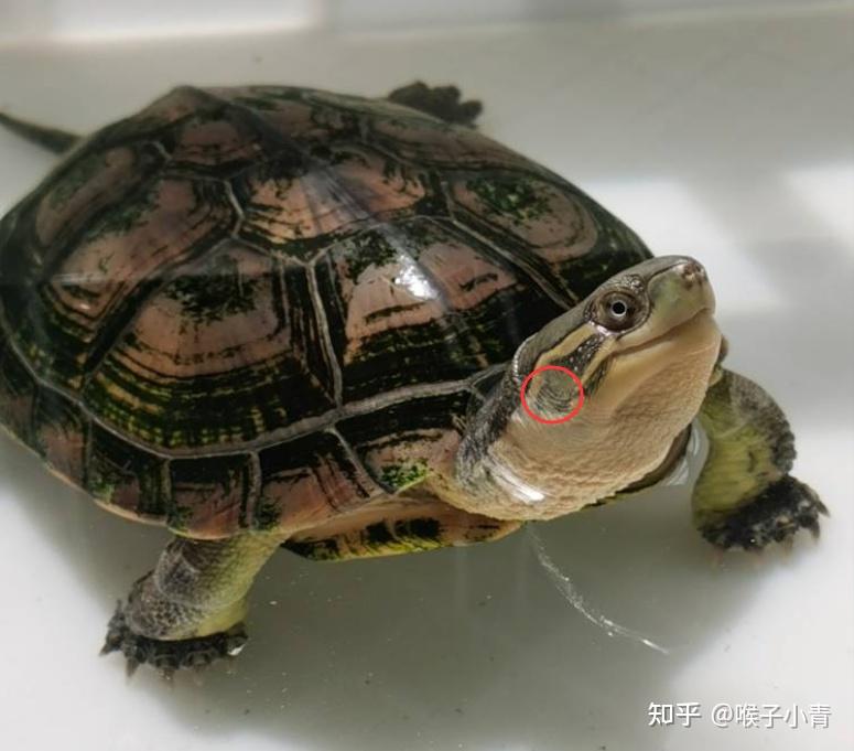乌龟喜欢听歌吗 发现我的小龟龟在我放歌的时候会游的特别欢? - 知乎