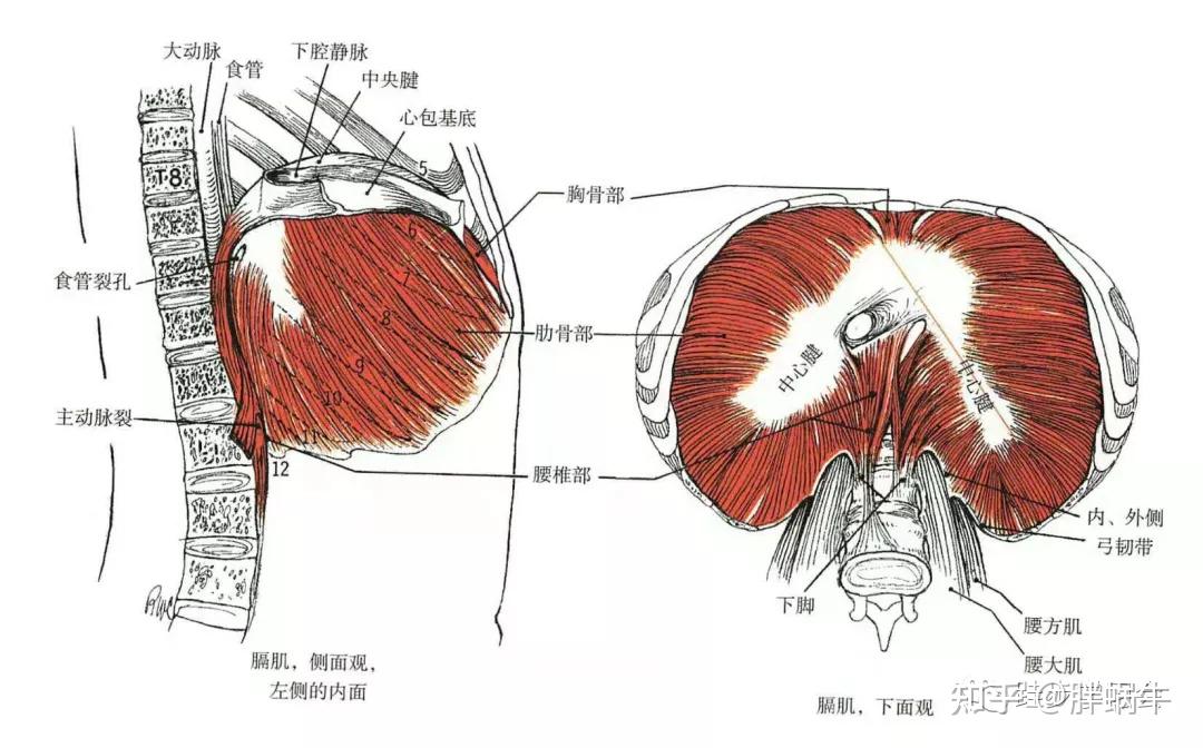 肌间隔解剖图图片