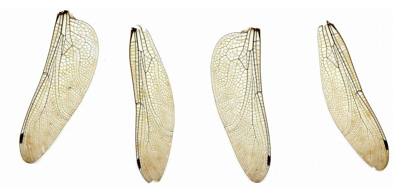 梦想的翅膀，飞翔的力量