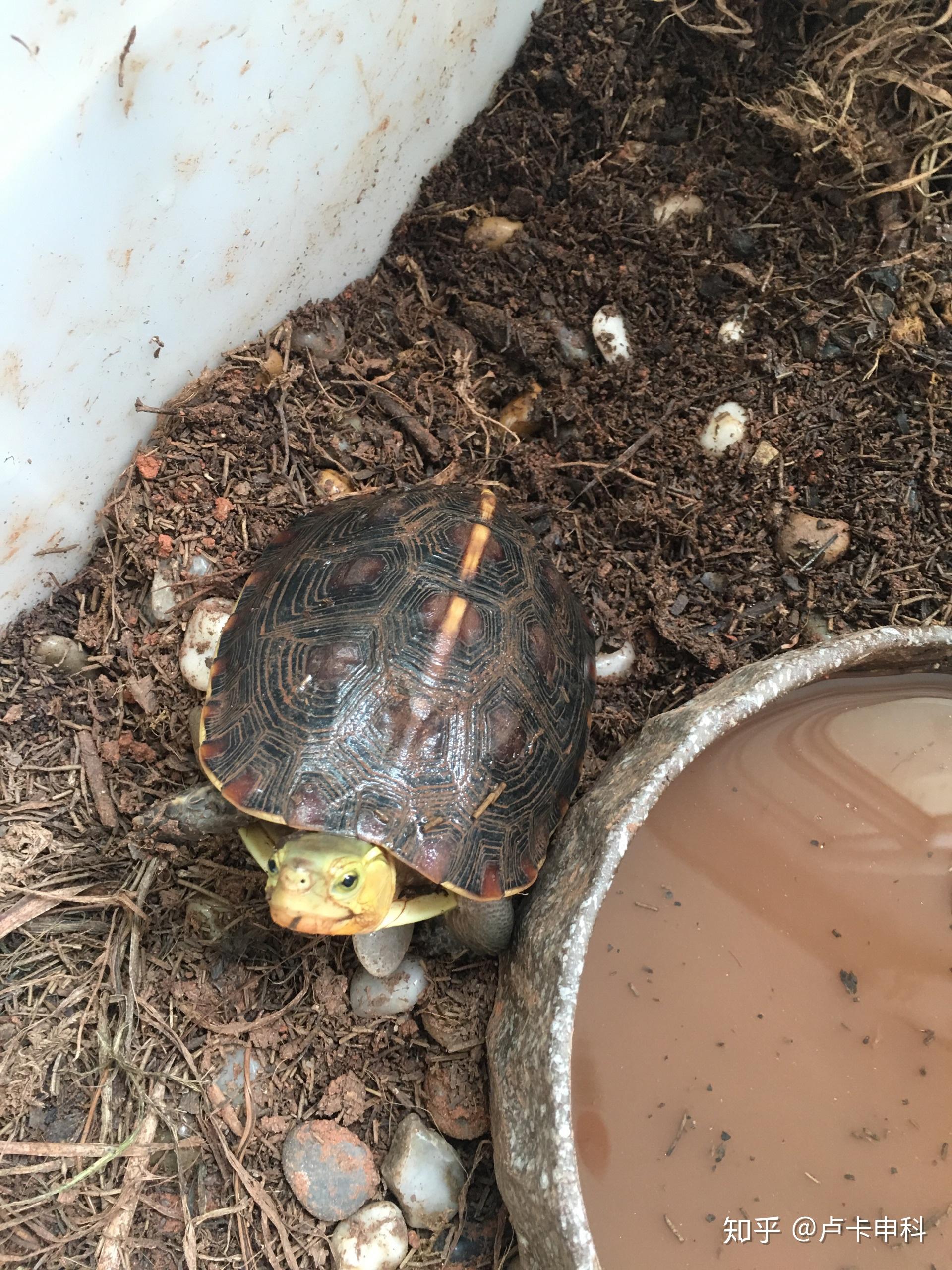 山上捡到一只乌龟,大神麻烦看一下是什么龟? - 知乎