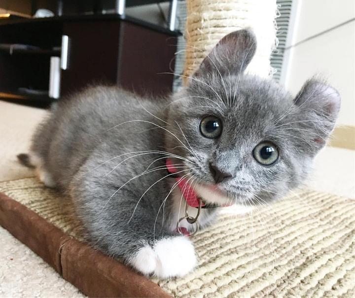 我是一只萌萌哒的蓝白小卷耳猫