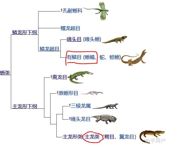与恐龙同一时期的恐鳄为什么不是恐龙而是鳄鱼