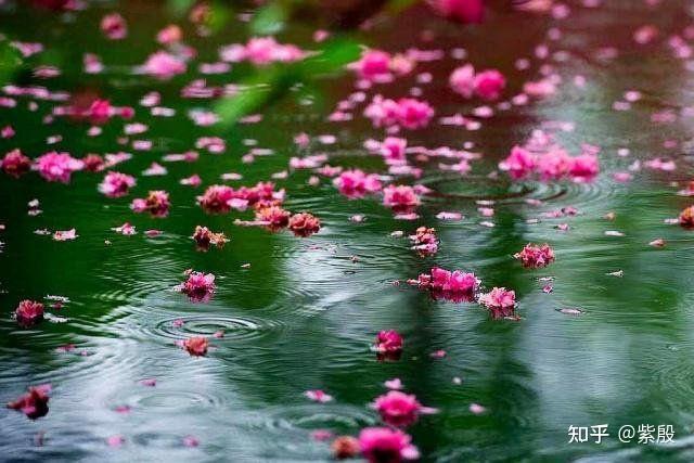 「夜来风雨声,花落知多少」中蕴含着哪些道理? - 知乎
