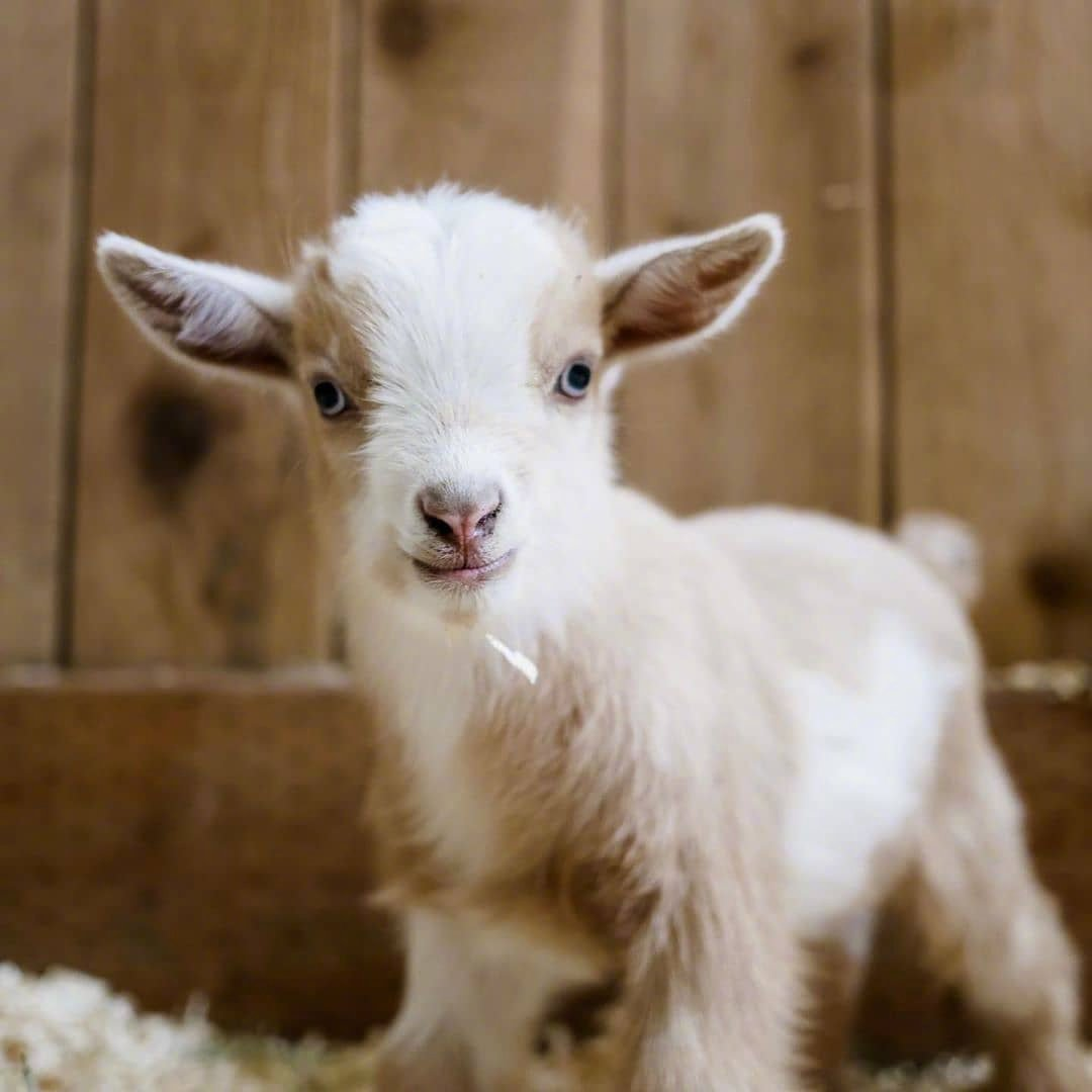 有没有可爱小羊的图片呀