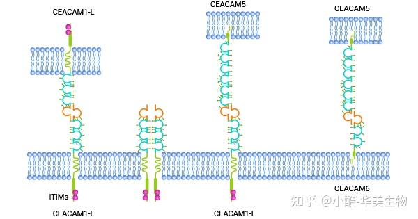CEACAM6:CEA家族癌胚抗原细胞粘附分子,肿瘤新标志物或抗癌潜力靶点! - 知乎