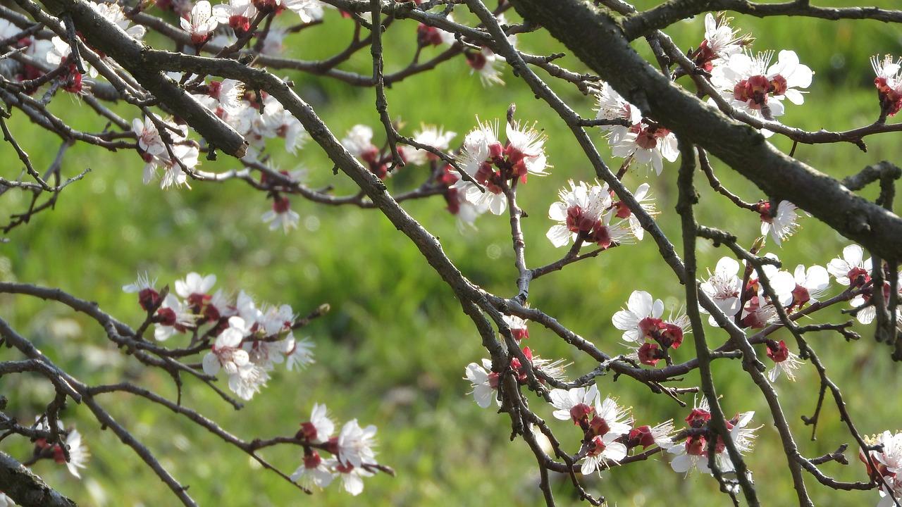 2. 藤萝花盛开时