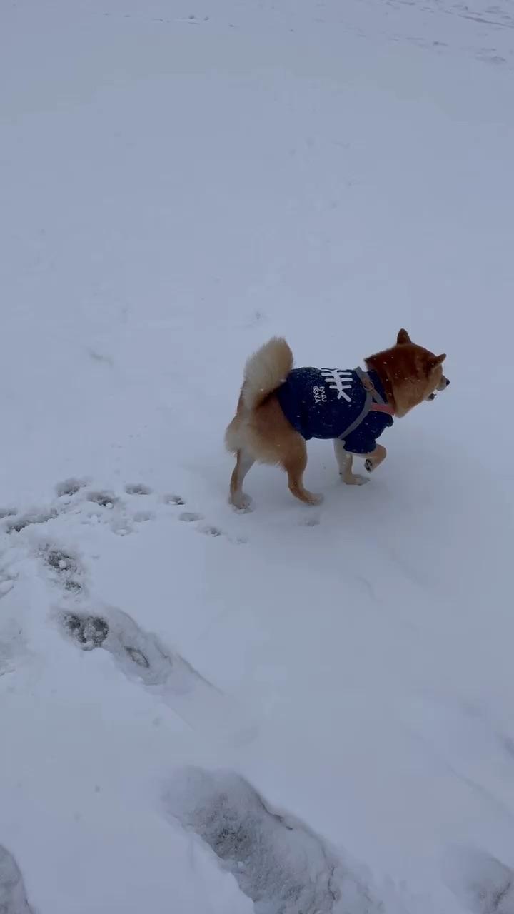 柴犬雪天配合狗狗小脚印画出了梅花