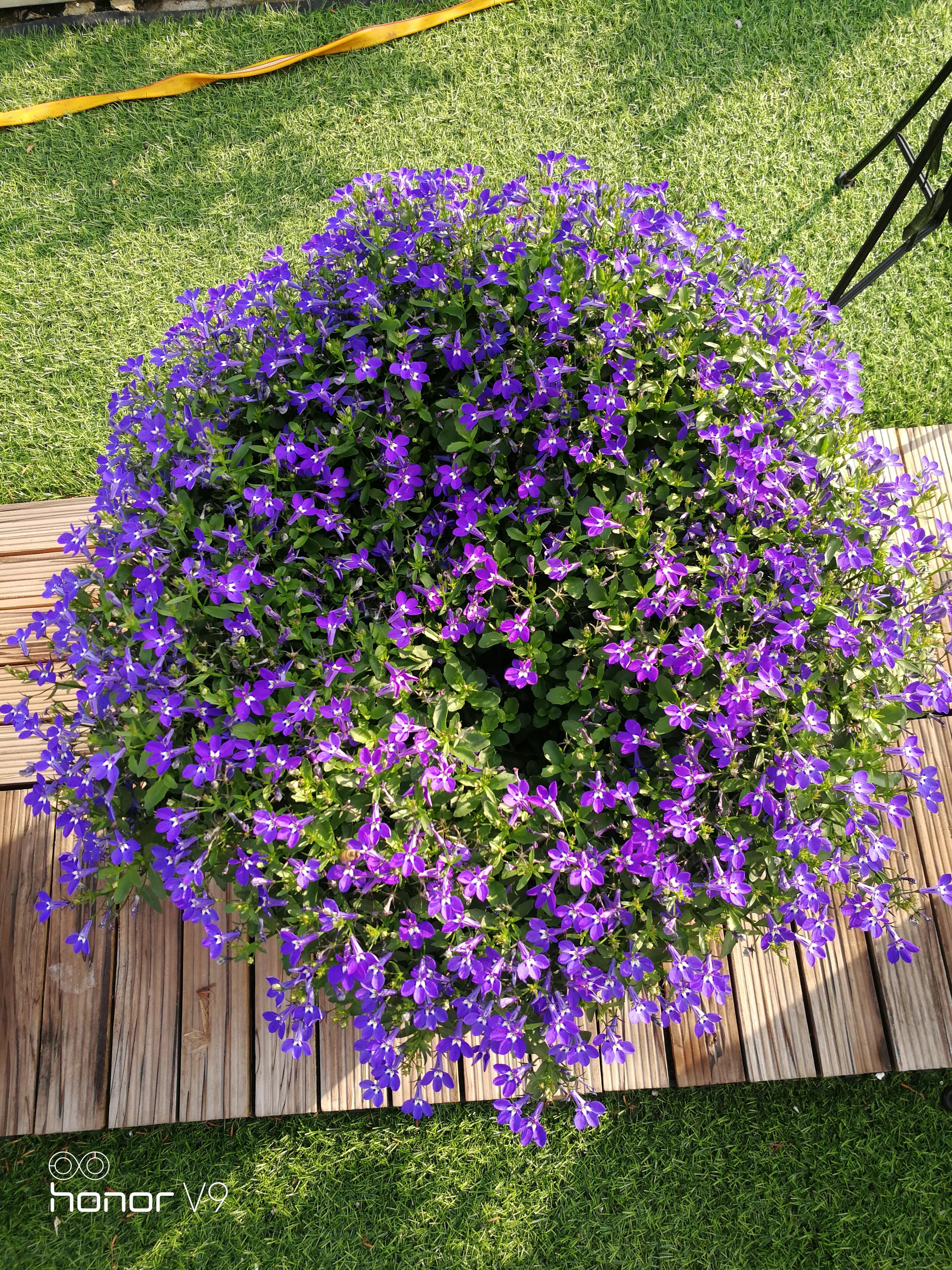 六倍利——又名半边莲