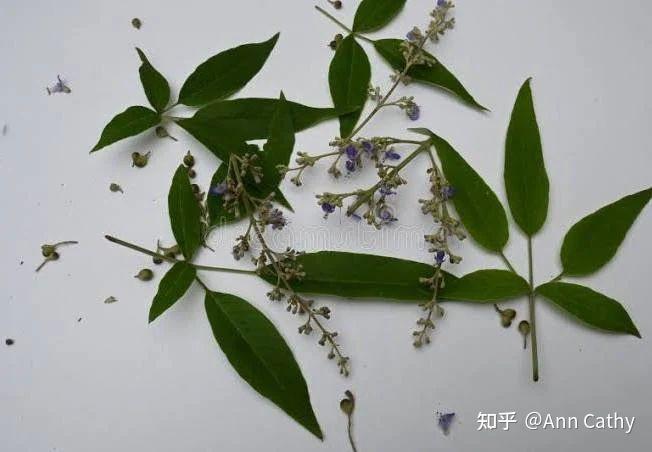 常见山地植物--荆 - 知乎