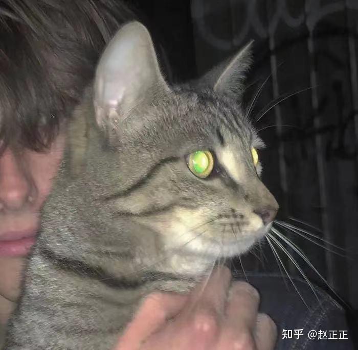 有没有欧美男生抱猫咪头像? - 知乎