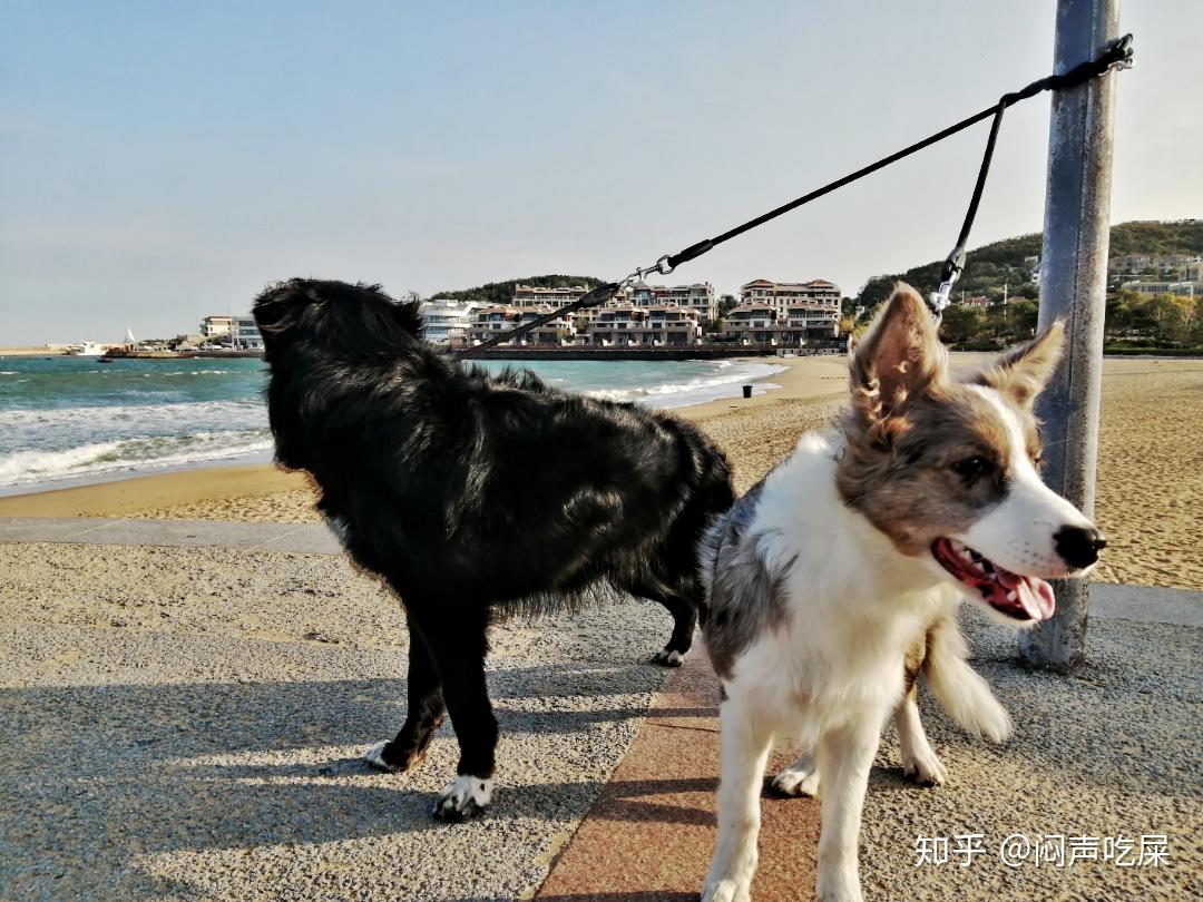 边牧可以和金毛串吗?