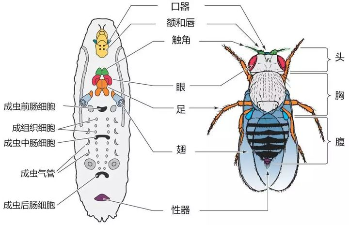 昆虫足的基本结构图片