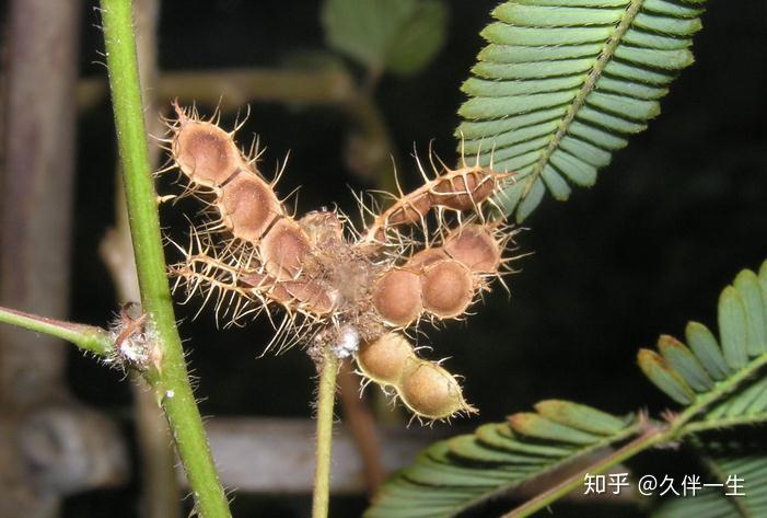 含羞草的果子长什么样子? - 知乎
