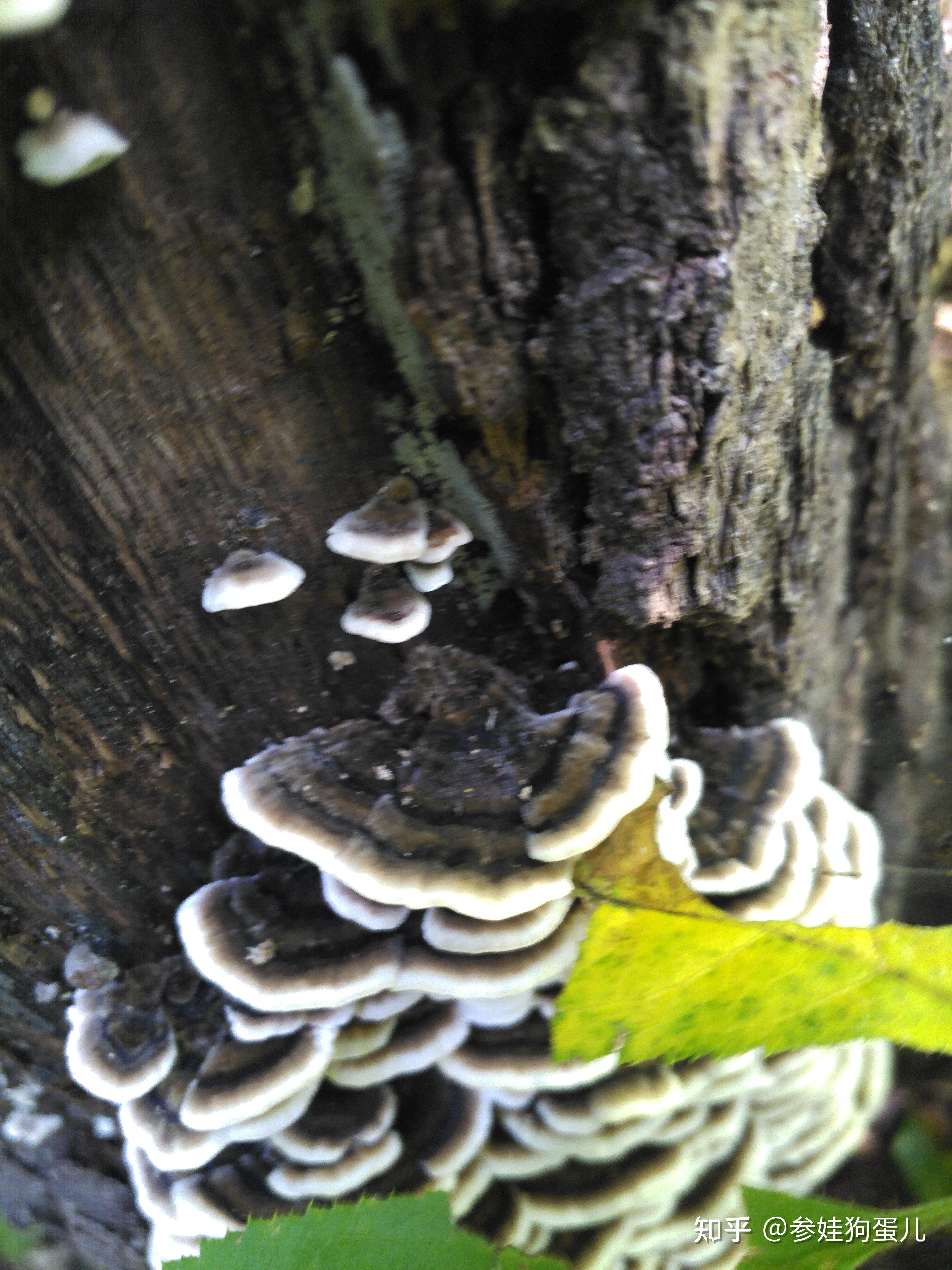 这个长的像灵芝的菌类是什么? - 知乎