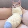 猫猫虫的薛定谔