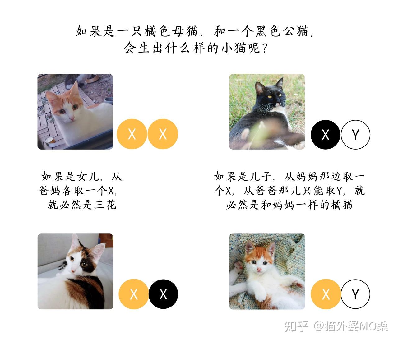 为什么繁殖首选三花猫?