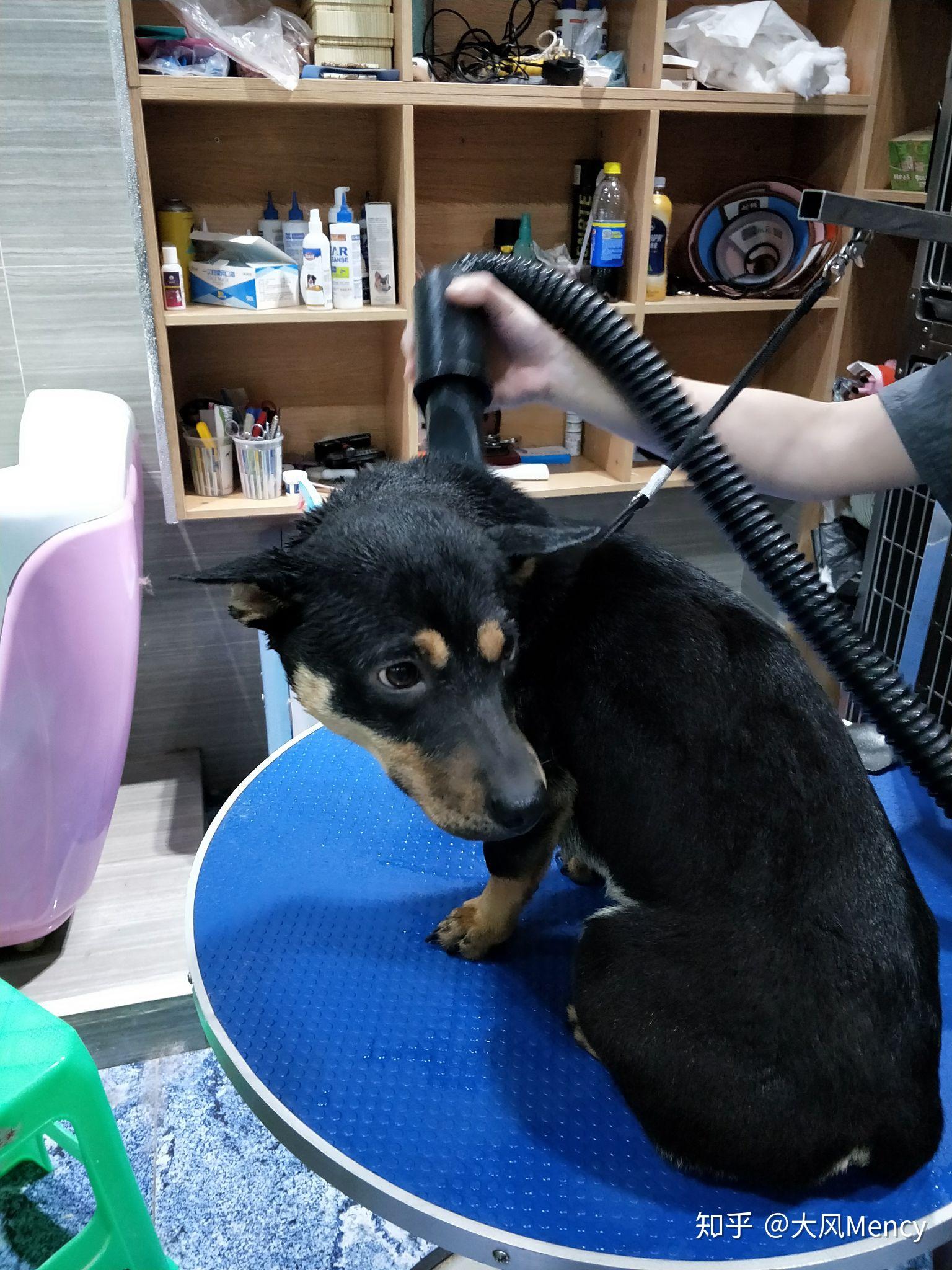 养中华田园犬 四眼 是种怎么样的体验？ - 知乎