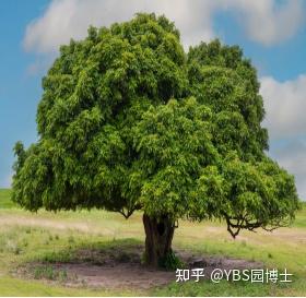 南方庭院适合种什么树? - 知乎