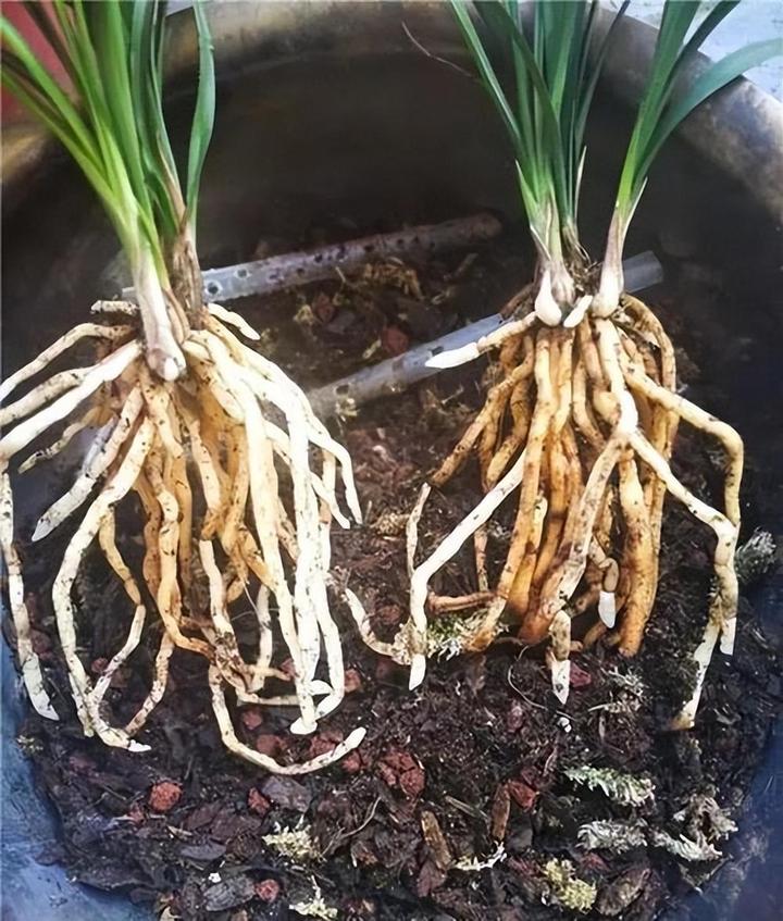 但是它们的养护都大同小异,家庭盆栽兰花,一定要掌握的科学的管理方法
