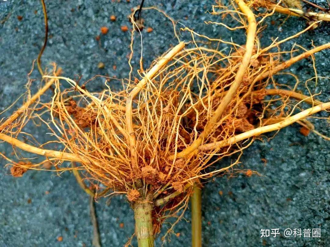 加拿大一枝黄花究竟是什么花?有哪些危害? - 知乎