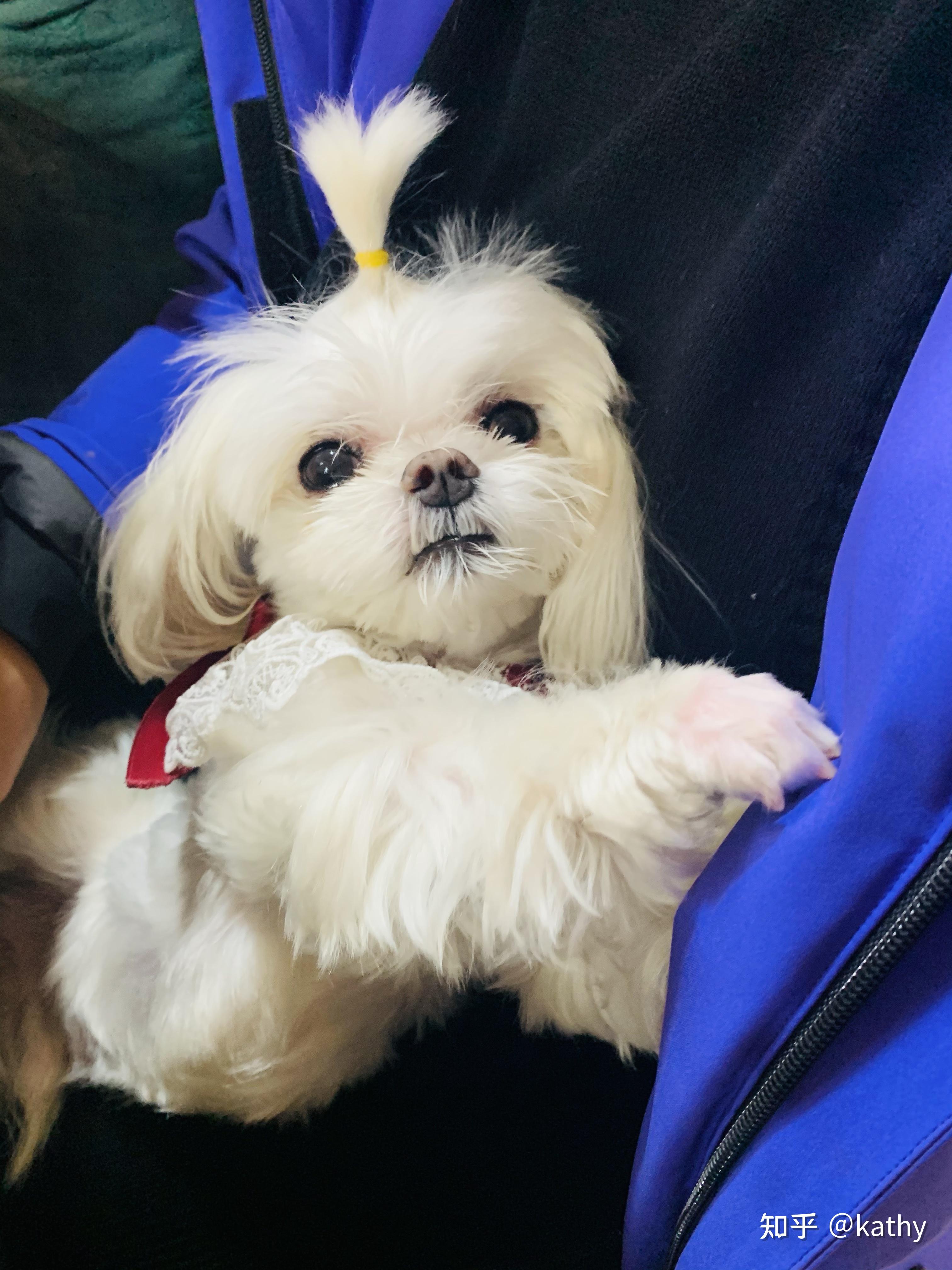 养马尔济斯犬真的好吗? - 知乎