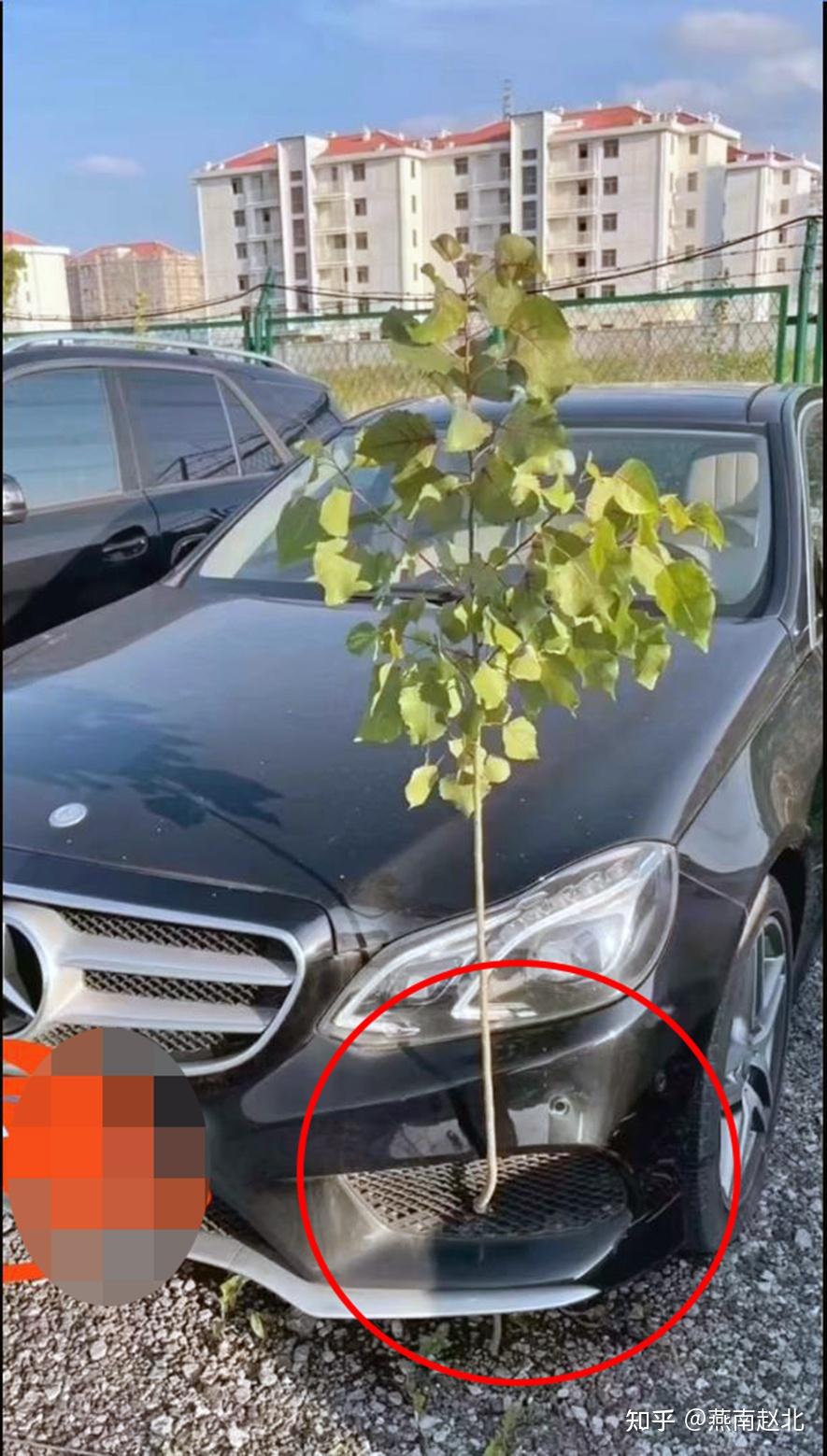 保定一车停路边一个月后傻眼,被树给赖上了,这该咋办? - 知乎