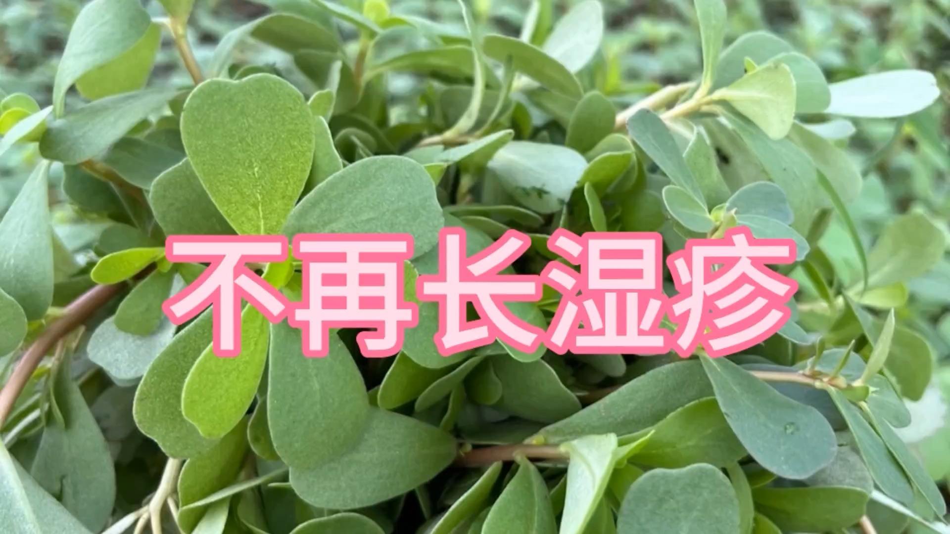 马齿苋治疗皮肤病图片